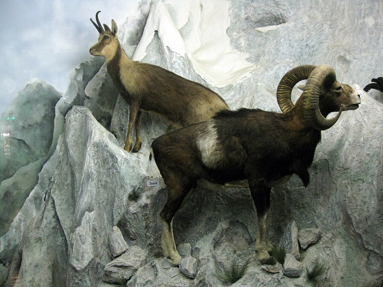 Isard et mouflon dans les collections zoologiques