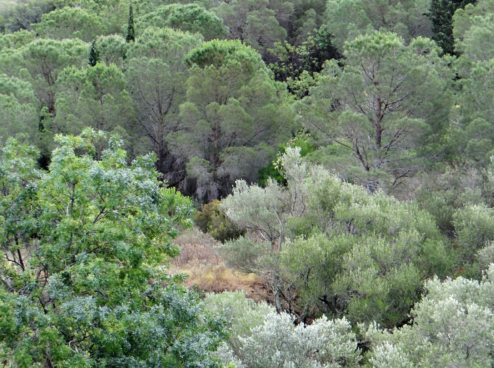Paysage végétal et rural autour de la Métairie d’Aristide Maillol dans la vallée de la Roume
