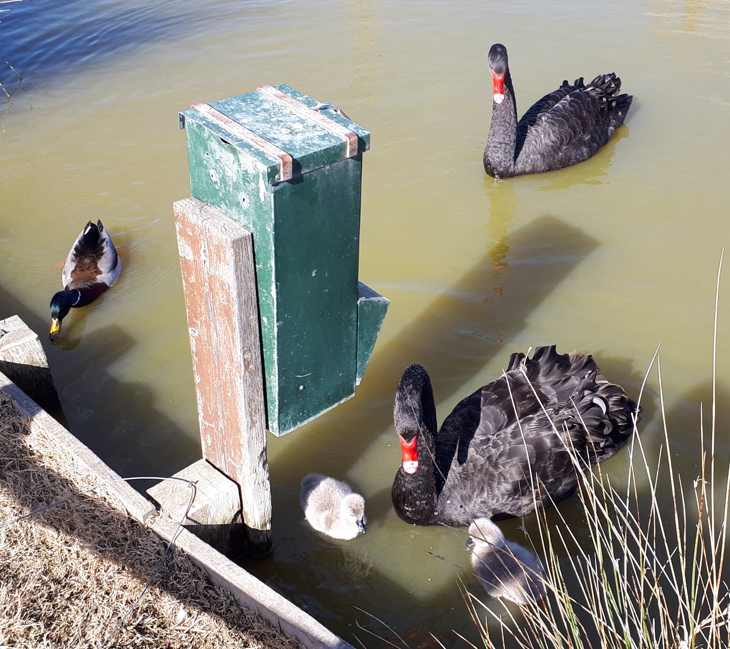 Cygnes noirs photographiés dans le parc · Alan Mattingly, CC BY-SA 4.0