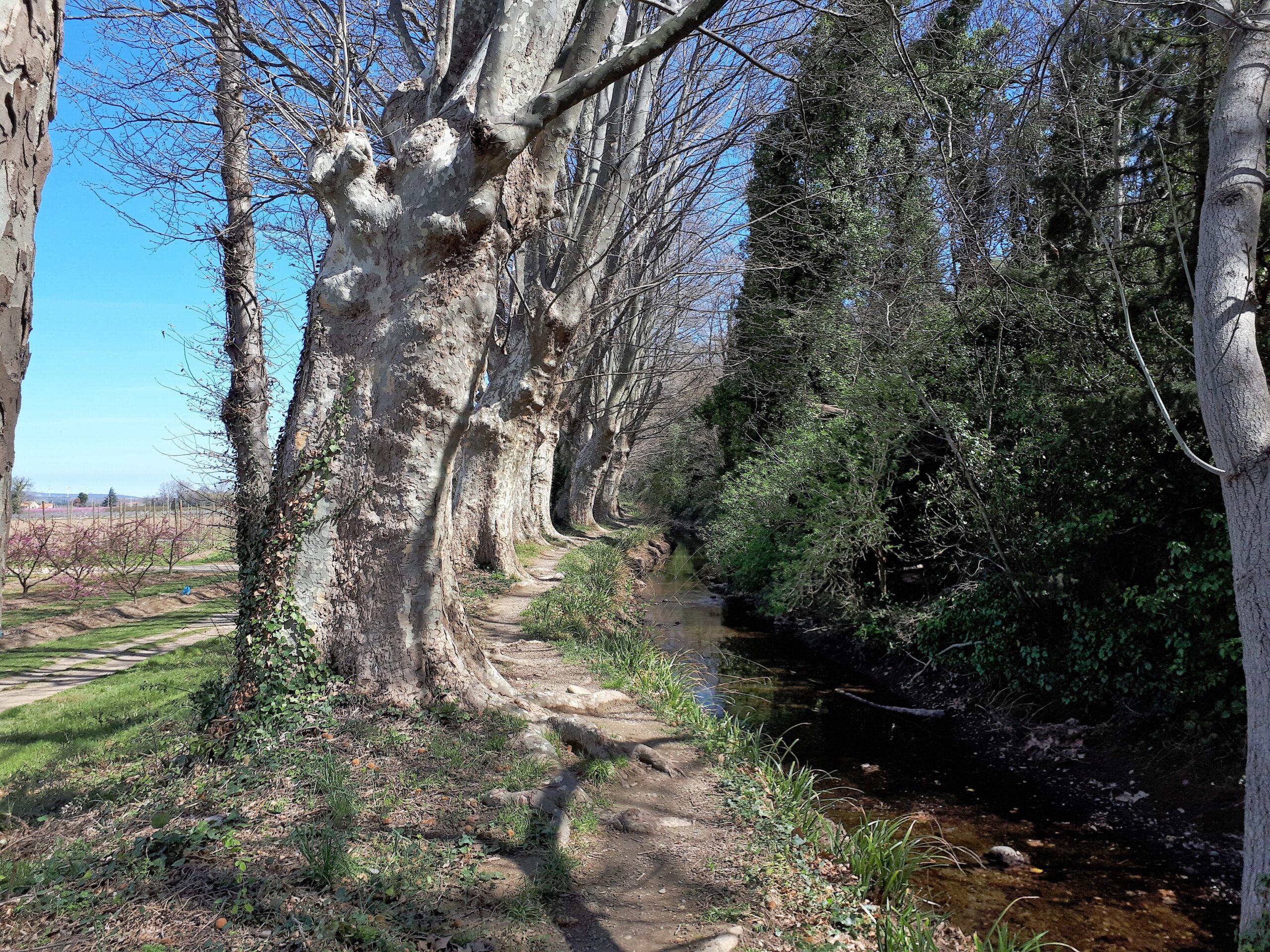 Canal de Perpignan dans le paysage d’Ille-sur-Têt