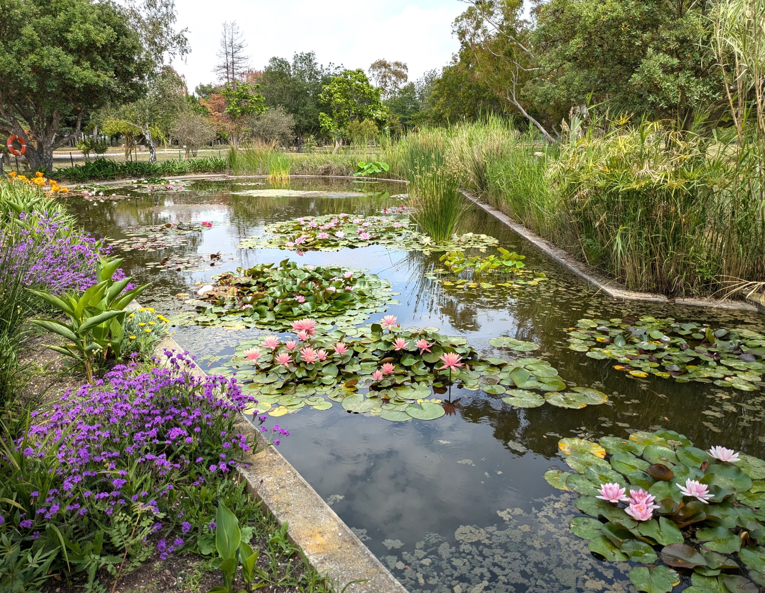 Nénuphars du jardin aquatique de l’arboretum · photographie Wikimedia Commons