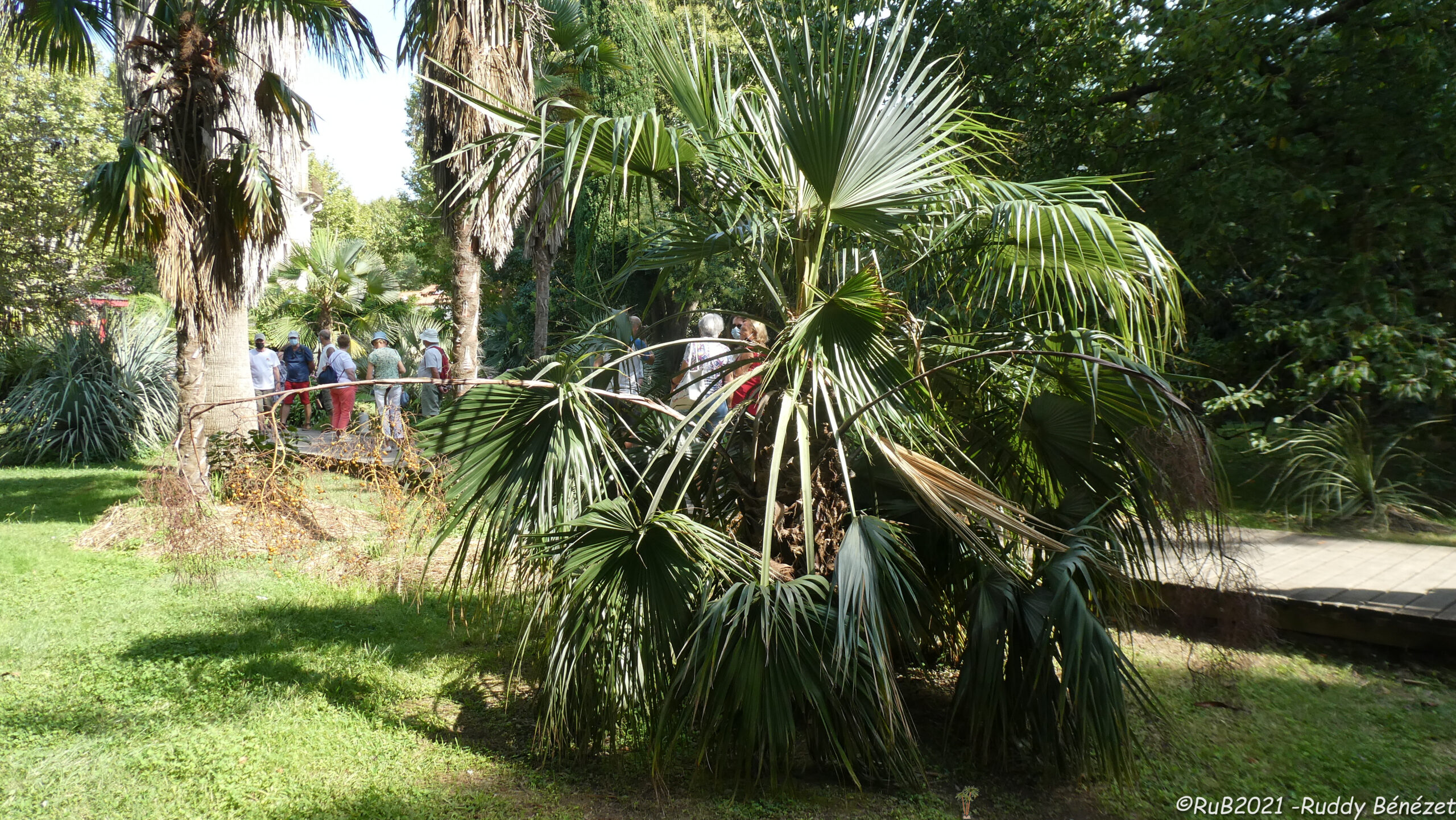 Palmier Brahea calcarea réellement photographié aux Capellans · Ruddy Benezét, CC BY-SA 4.0