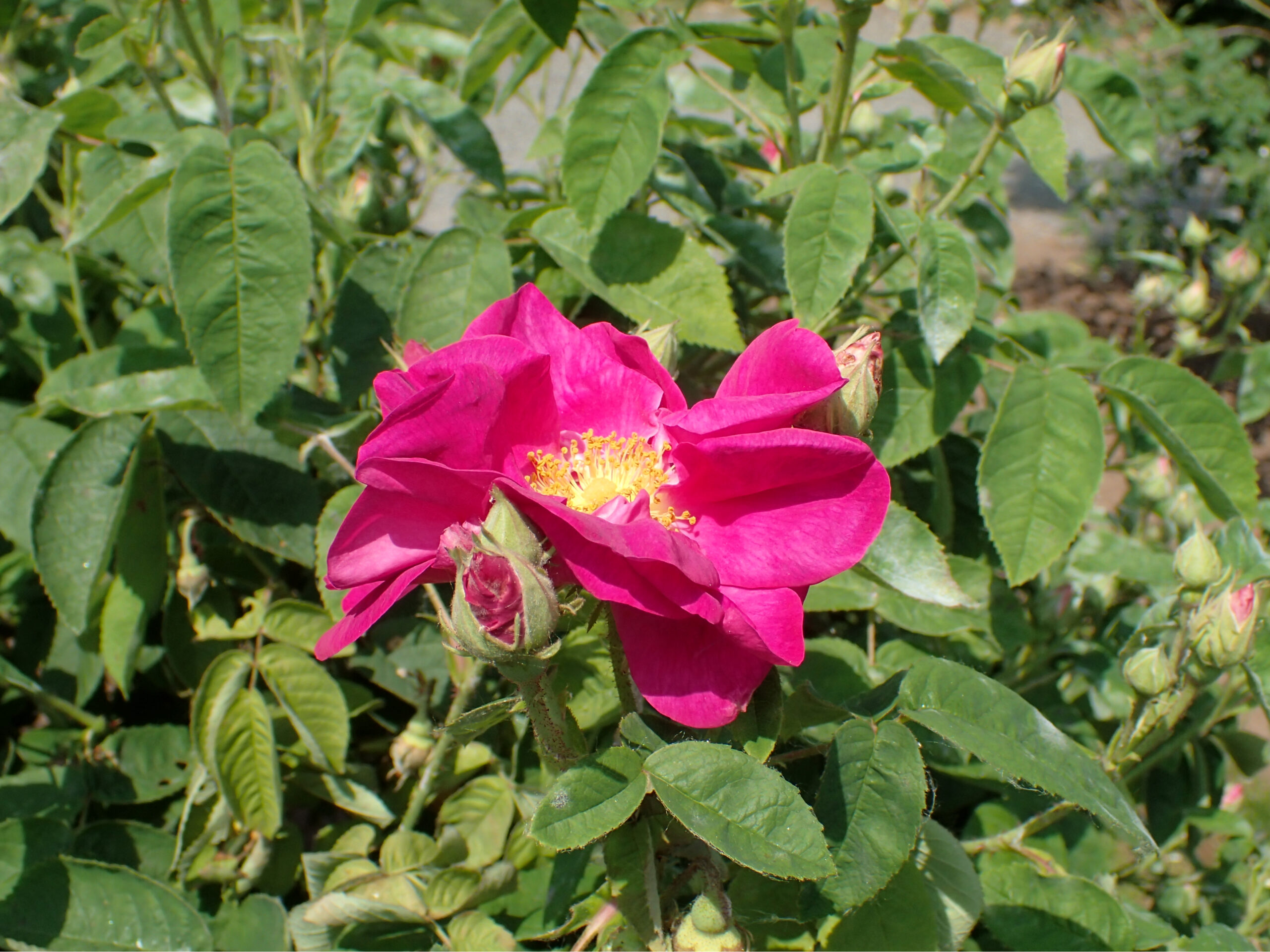 Rose ancienne : illustration botanique, photographiée hors du jardin · Krzysztof Ziarnek, CC BY-SA 4.0