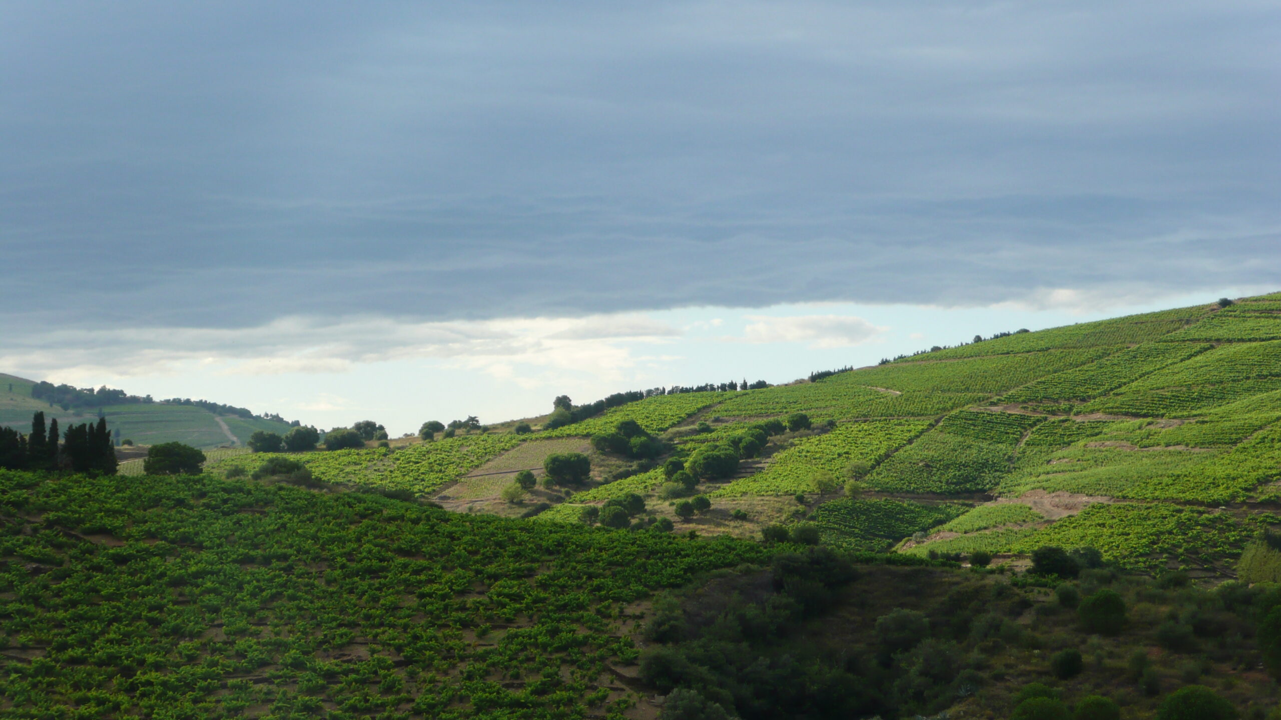 Les coteaux viticoles de Banyuls-sur-Mer