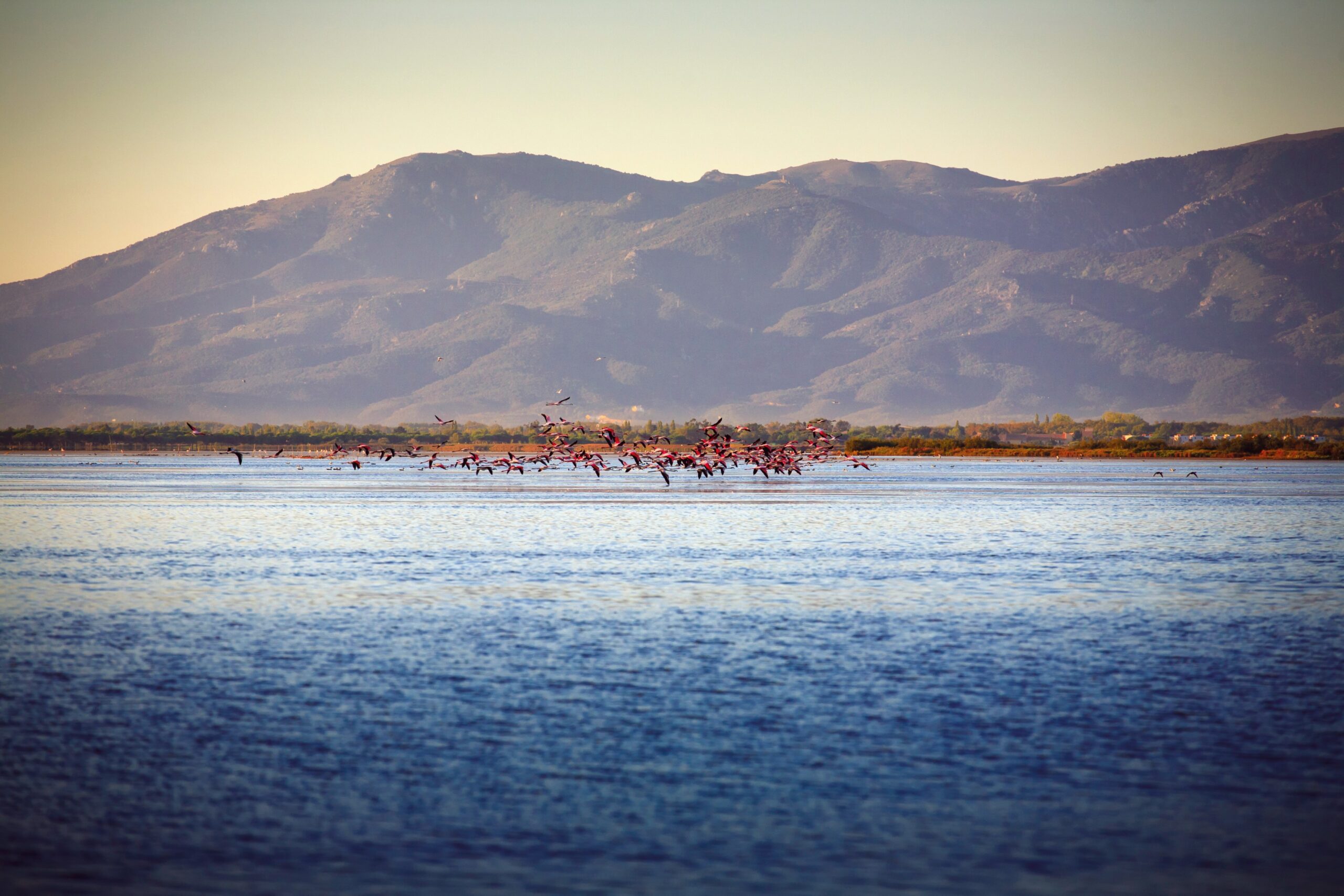 Vol de flamants roses au-dessus de l’étang de Canet, devant les Albères