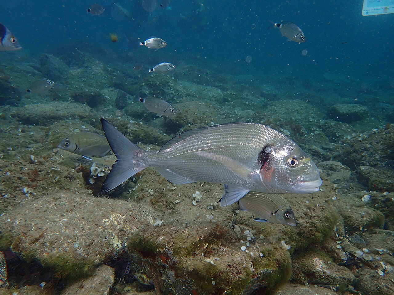 Dorade royale photographiée à Peyrefite, dans la réserve marine