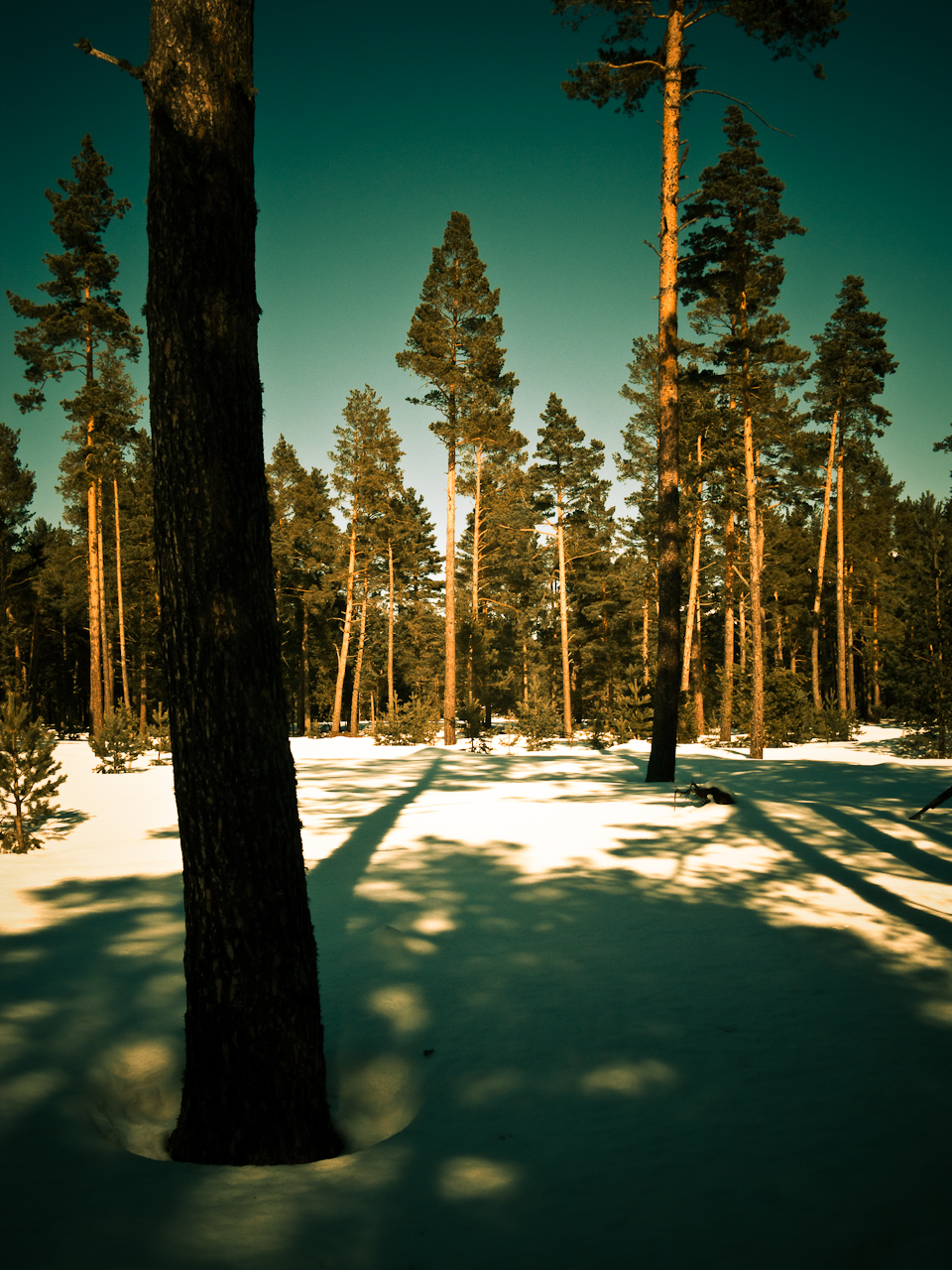 Pins de la forêt de la Matte sous la neige