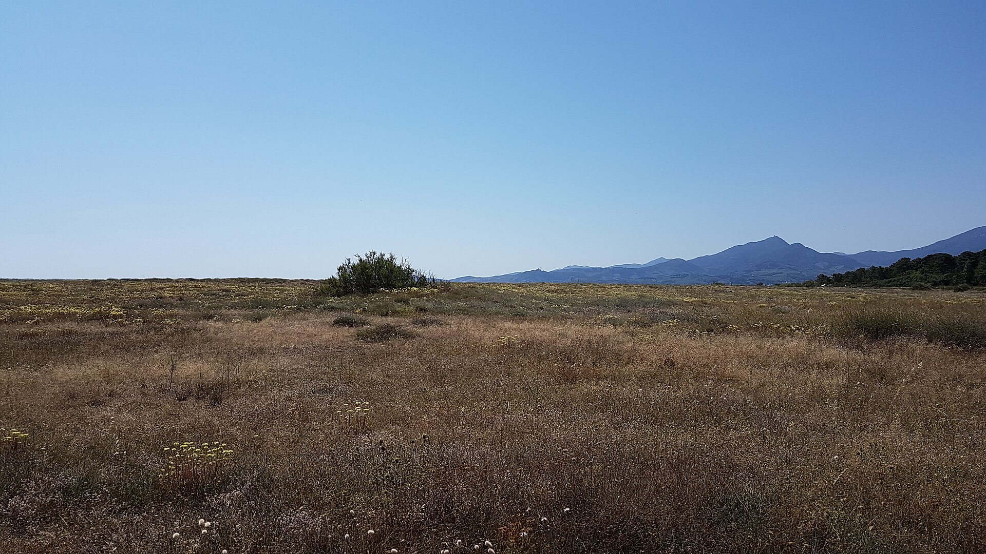 Dunes et végétation littorale au Mas Larrieu