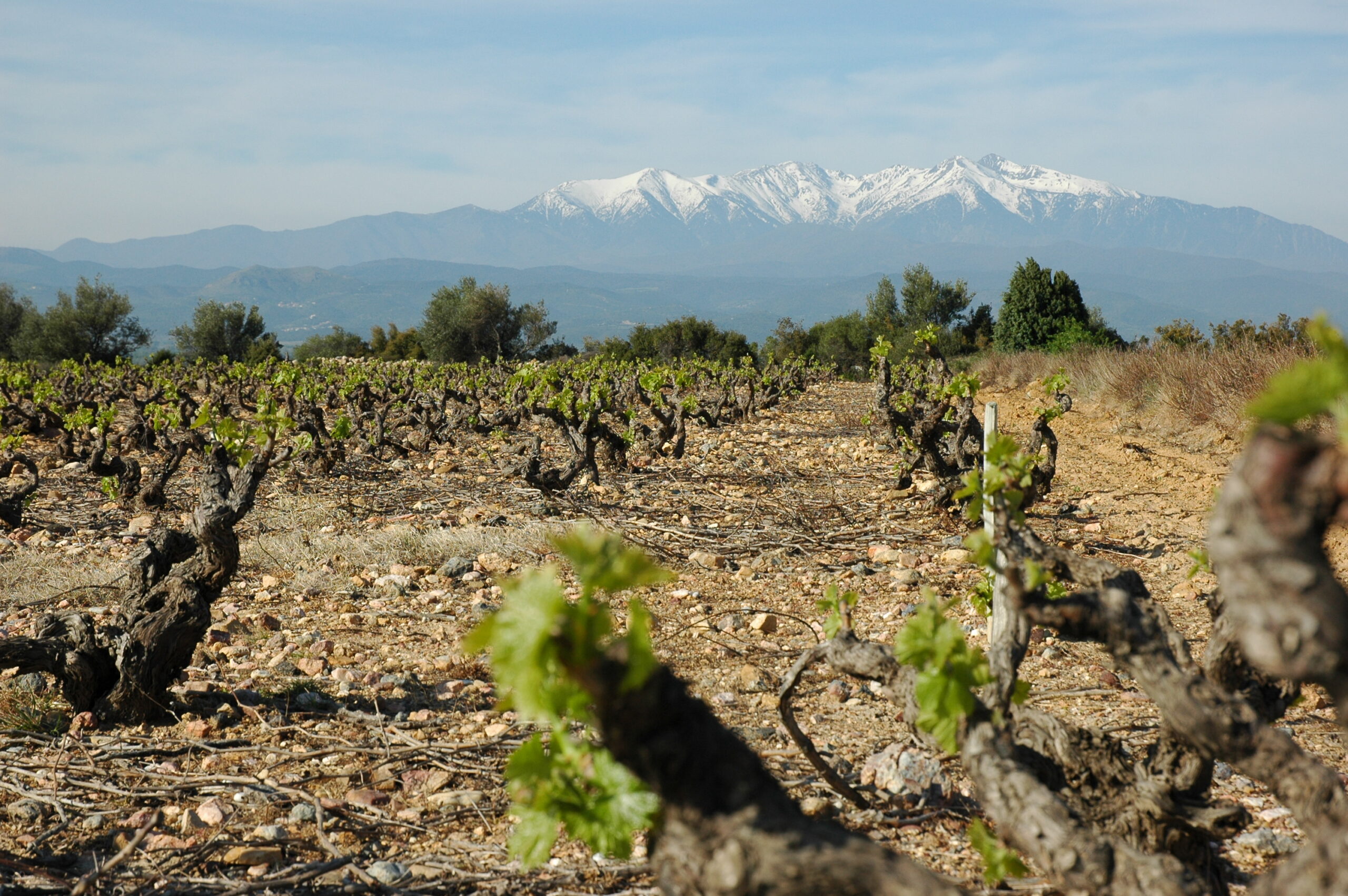 Vignes à Rivesaltes devant le massif enneigé du Canigó