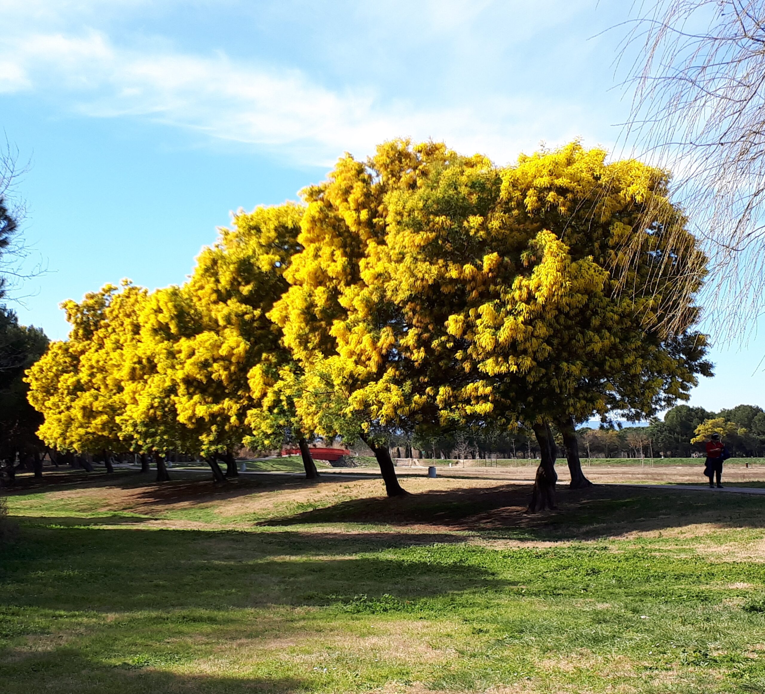 Mimosas et pelouses du parc de la Prade · Alan Mattingly, CC BY-SA 4.0
