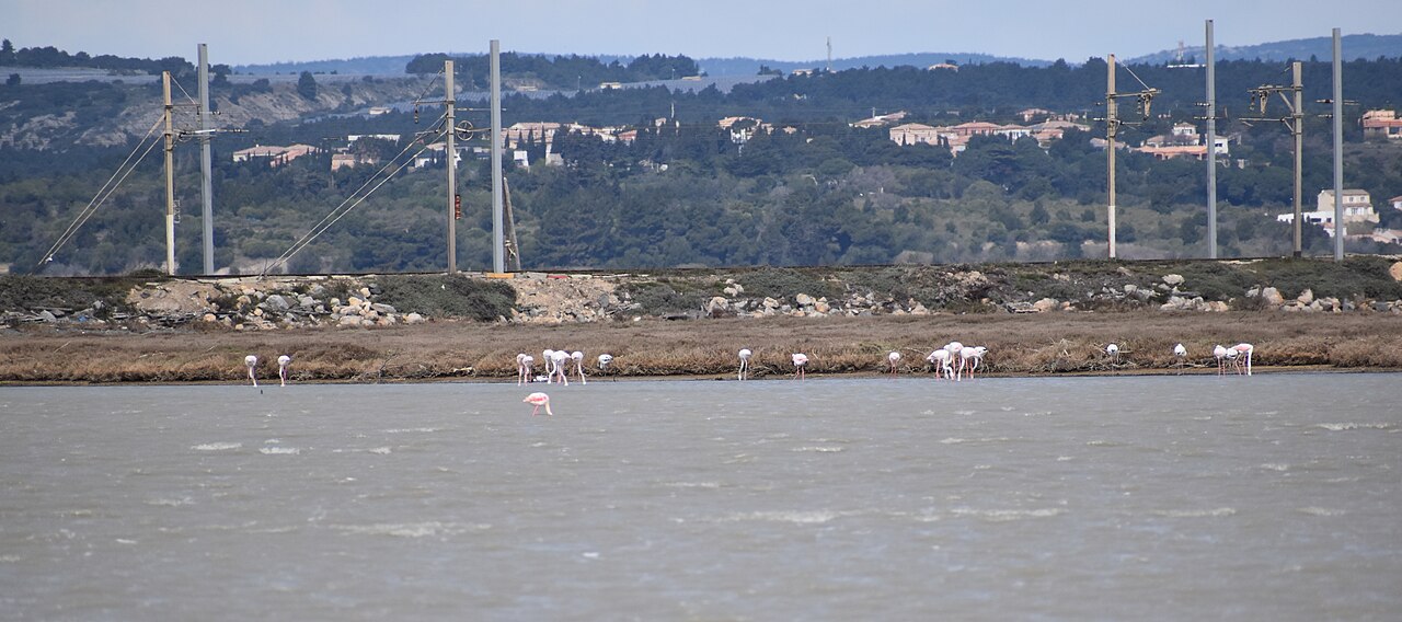Flamants roses sur la lagune de Salses–Leucate
